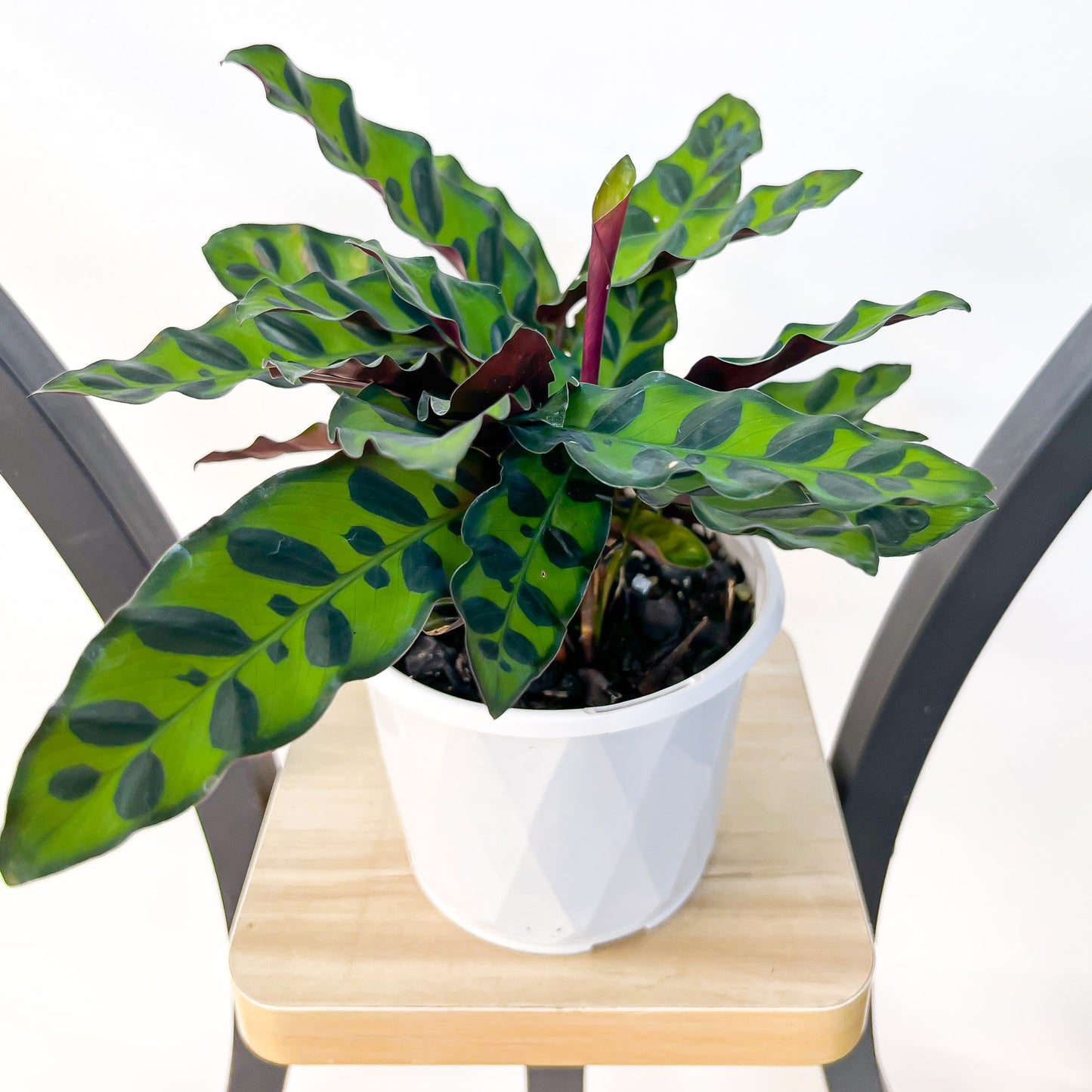 Calathea Rattlesnake | The Plant Boys