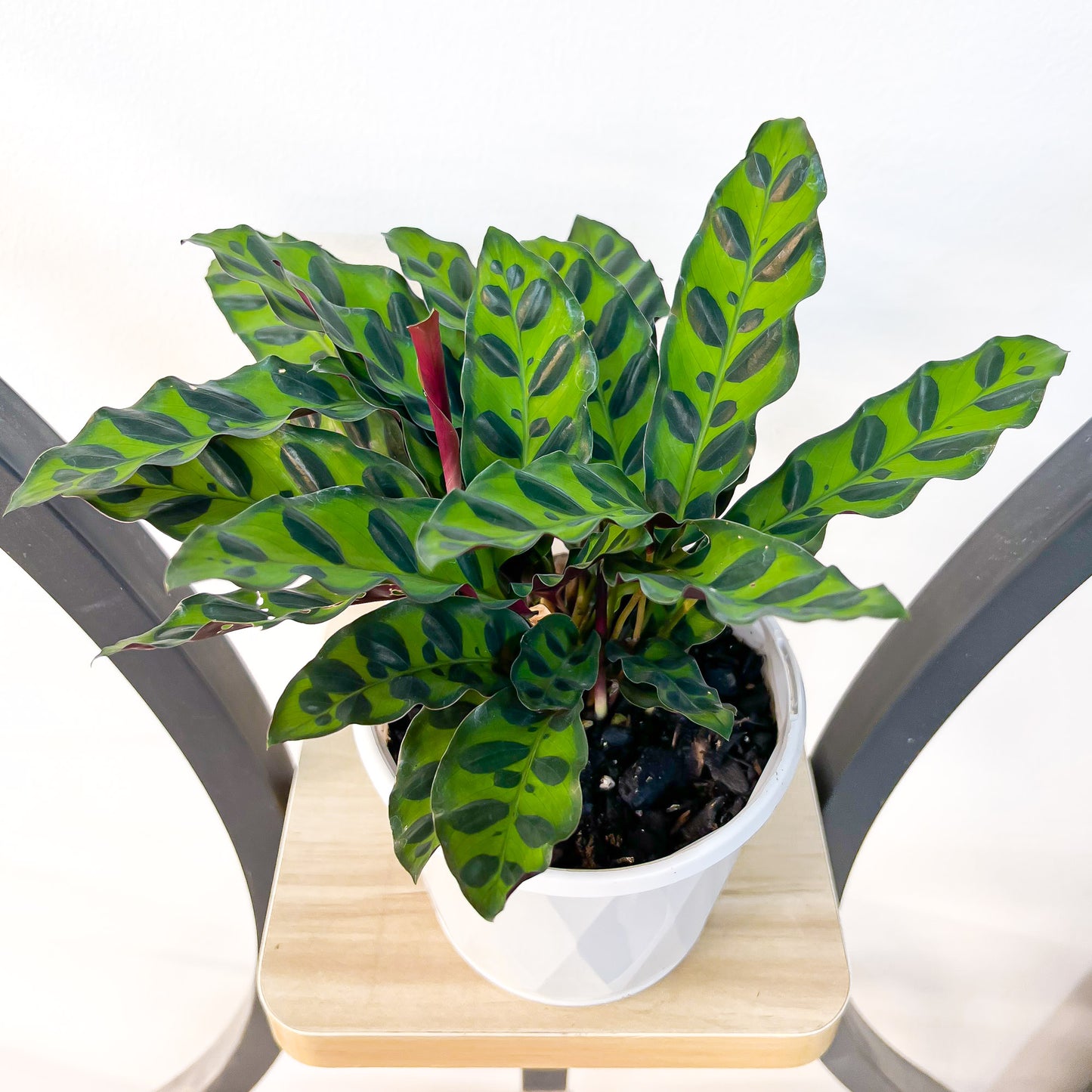 Calathea Rattlesnake | The Plant Boys
