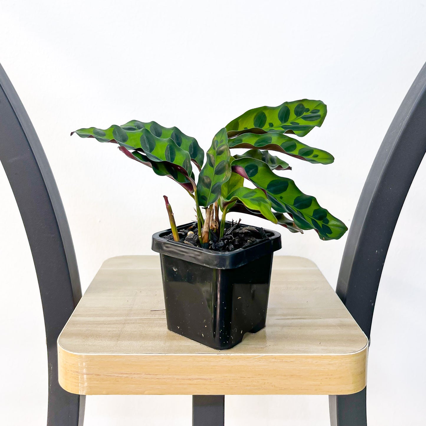 Calathea Rattlesnake | The Plant Boys