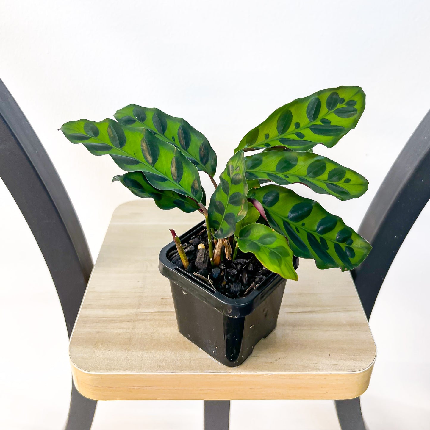 Calathea Rattlesnake | The Plant Boys