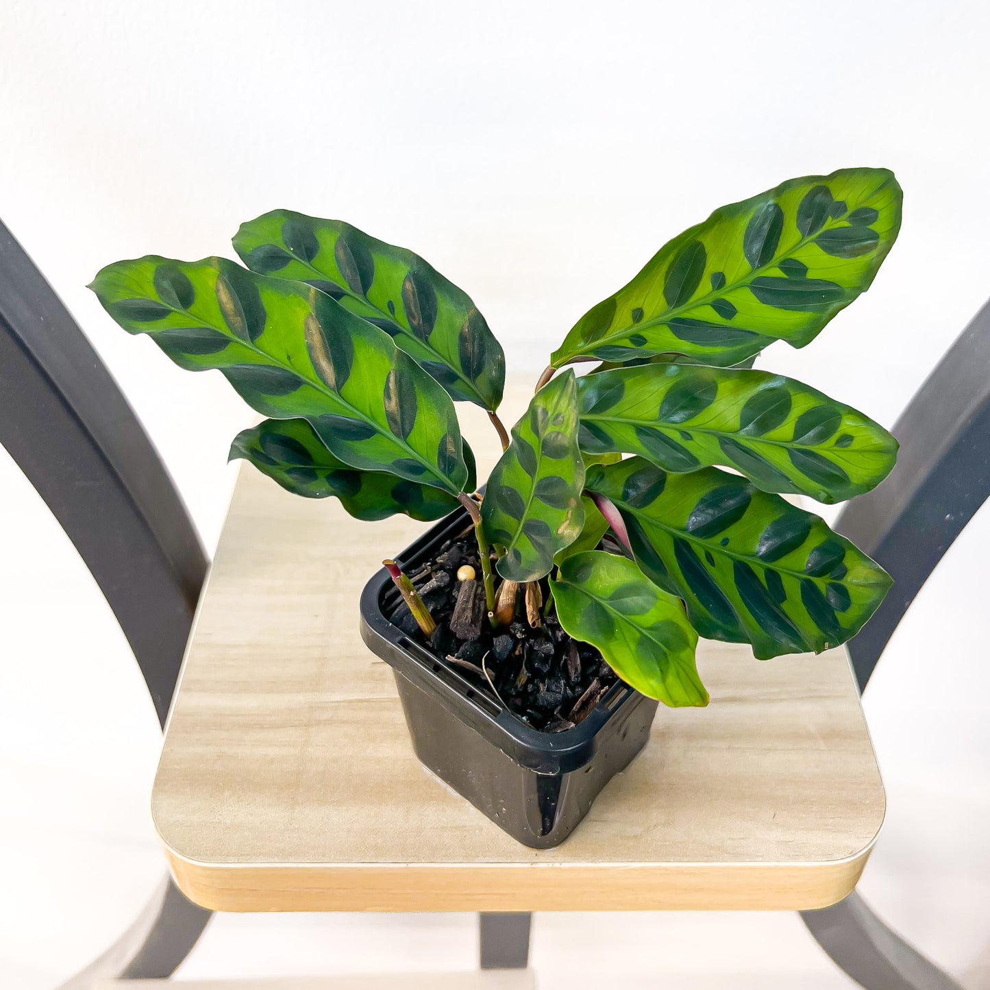 Calathea Rattlesnake | The Plant Boys
