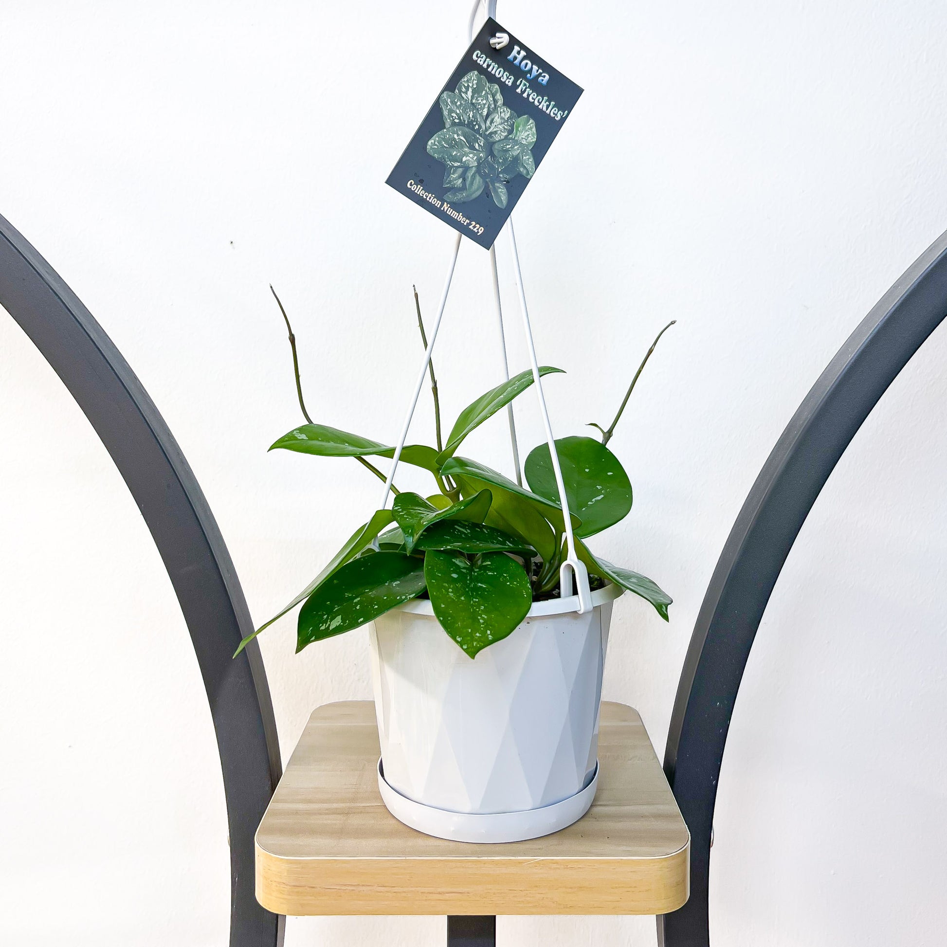 Hoya Carnosa Freckles | The Plant Boys