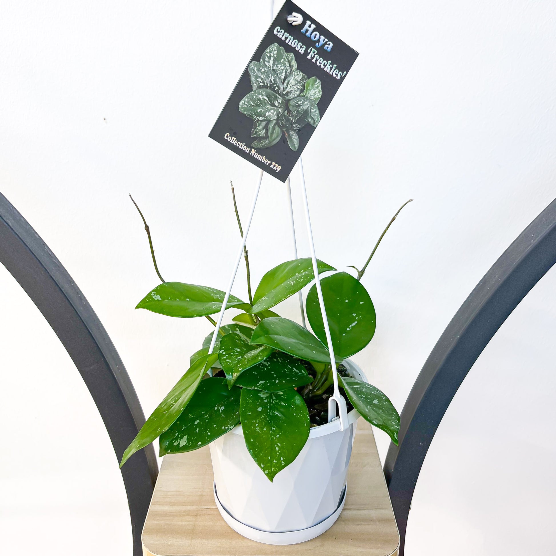 Hoya Carnosa Freckles | The Plant Boys