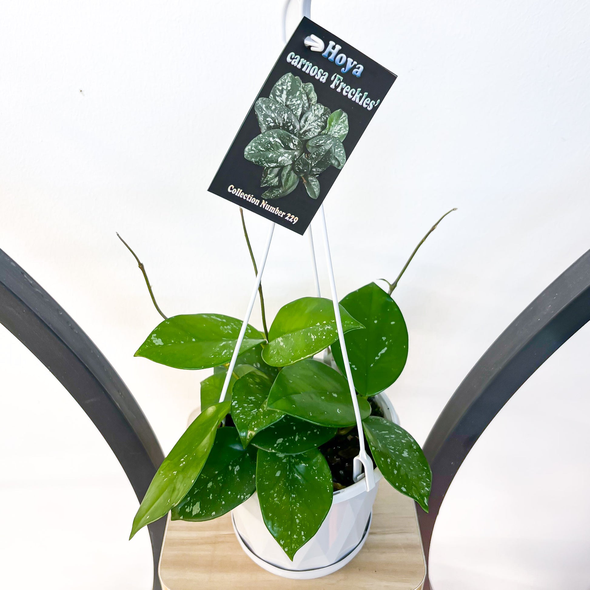 Hoya Carnosa Freckles | The Plant Boys