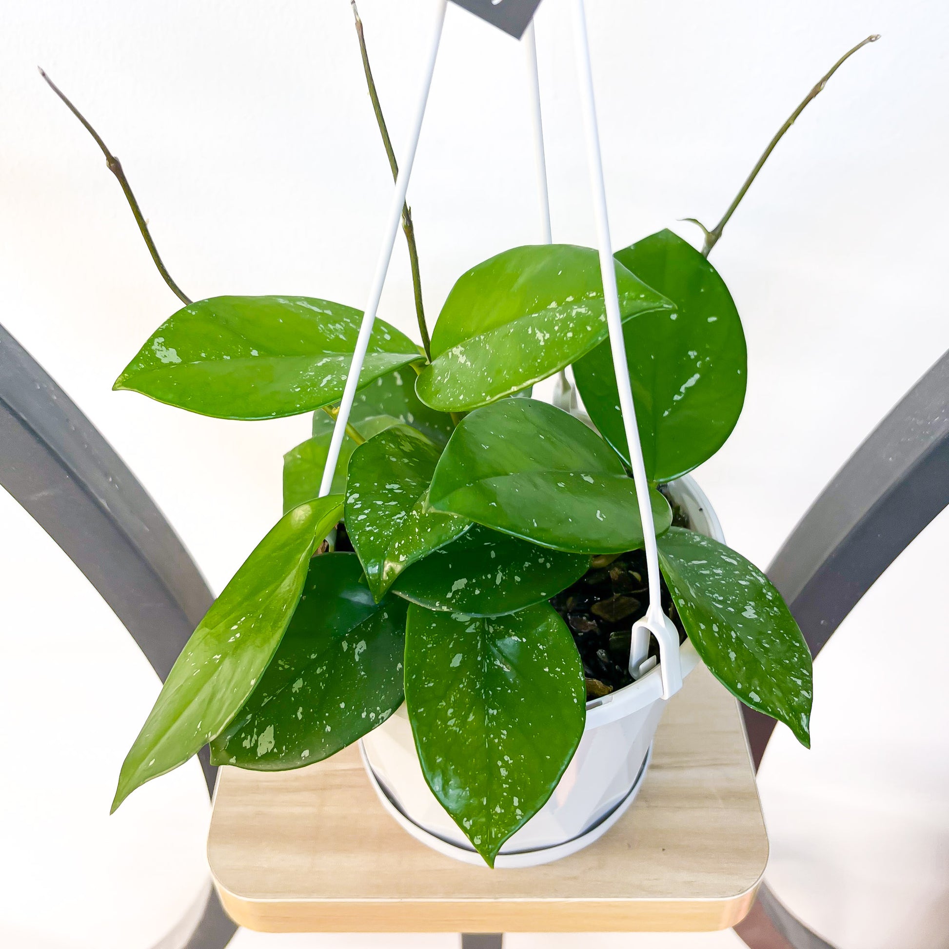 Hoya Carnosa Freckles | The Plant Boys