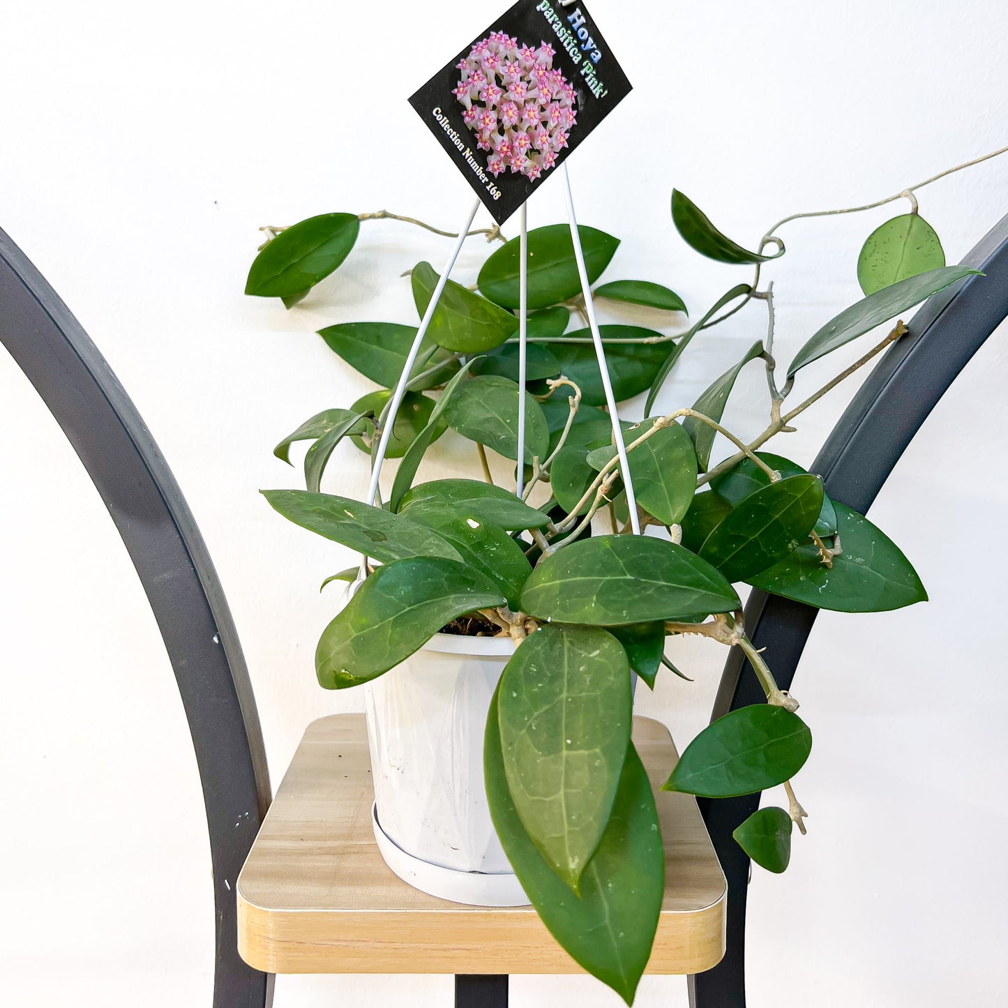 Hoya Parasitica Pink | The Plant Boys
