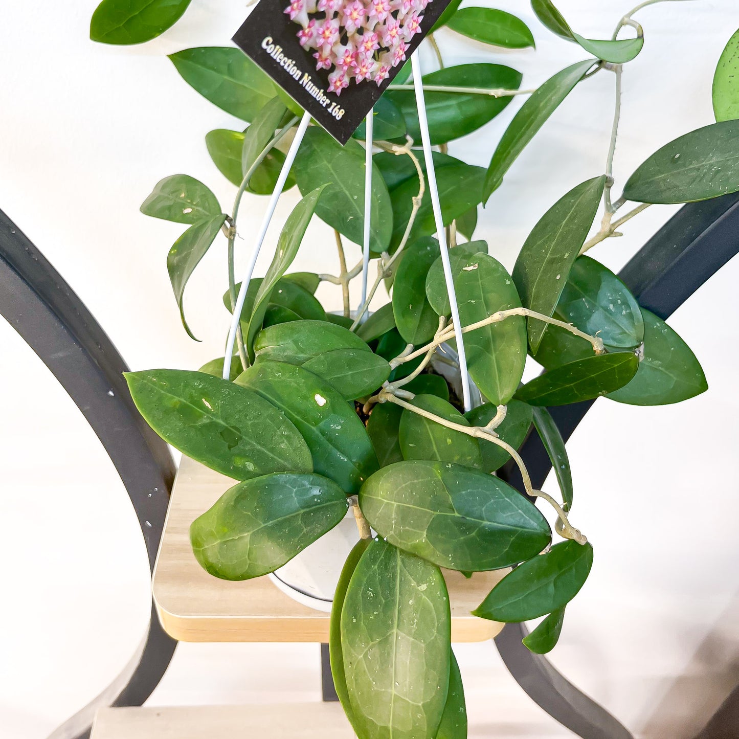 Hoya Parasitica Pink | The Plant Boys