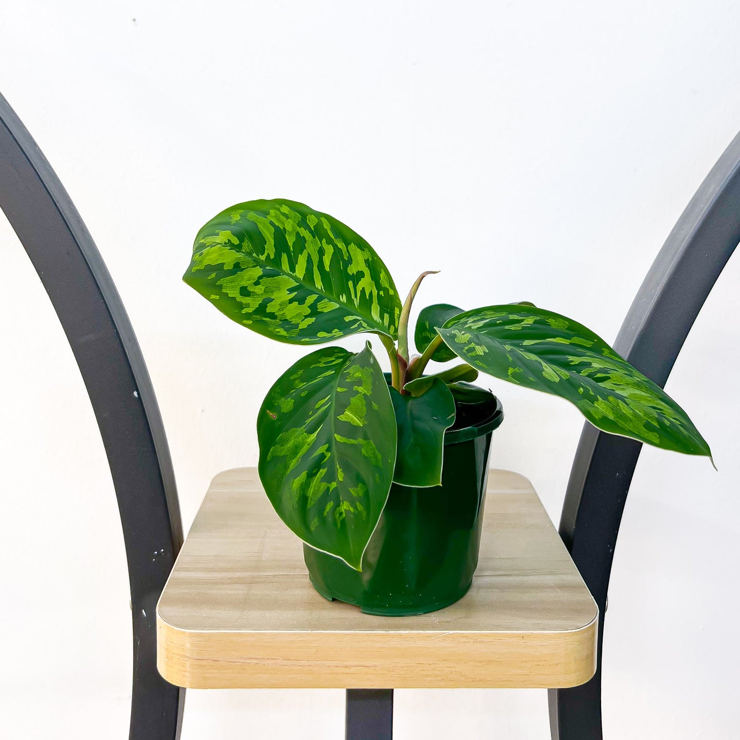 Homalomena Camouflage | The Plant Boys
