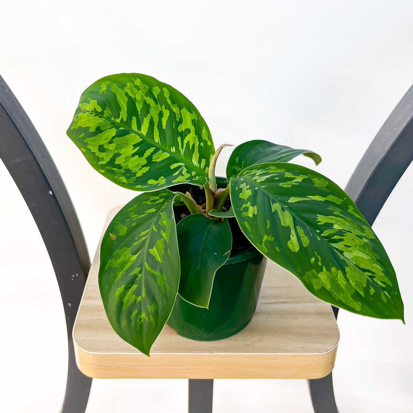 Homalomena Camouflage | The Plant Boys