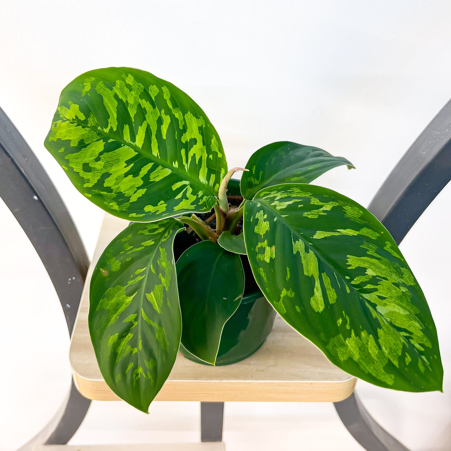 Homalomena Camouflage | The Plant Boys