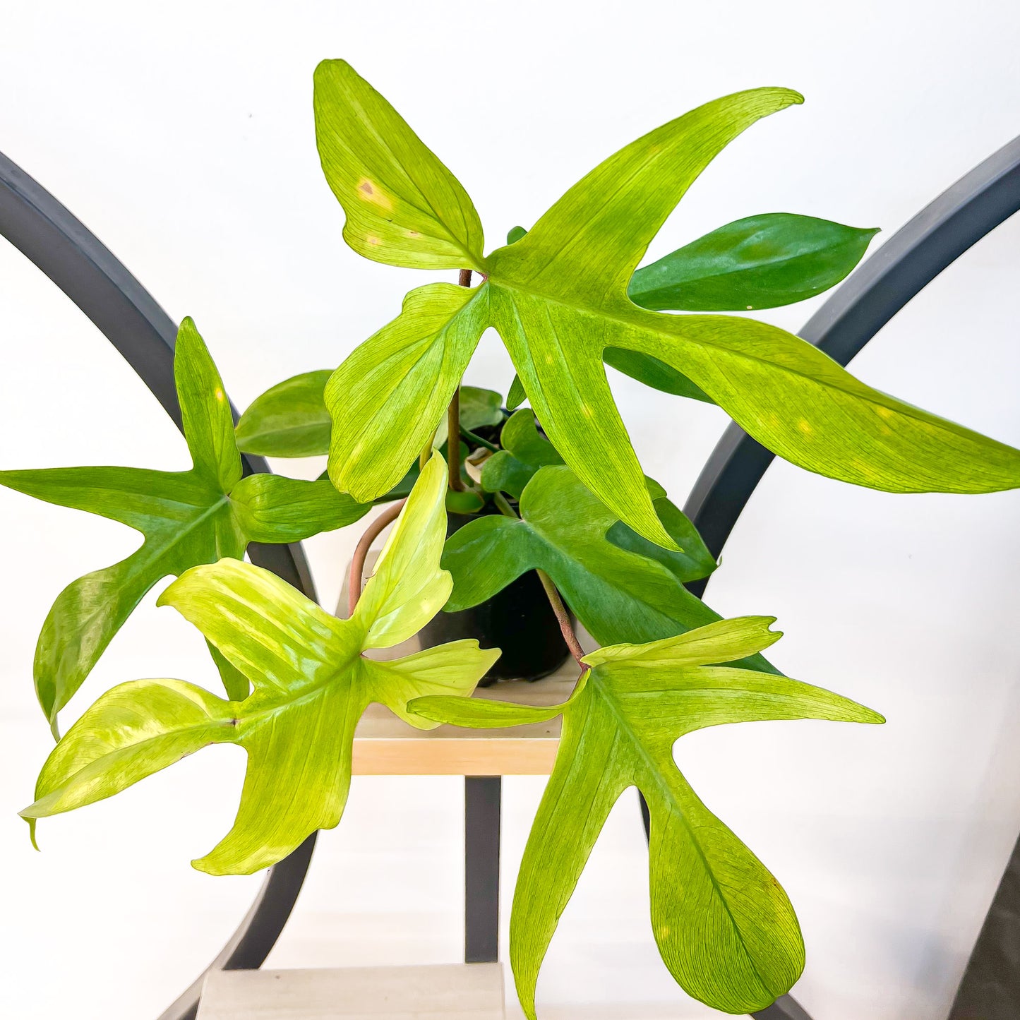 Philodendron Florida Ghost | The Plant Boys
