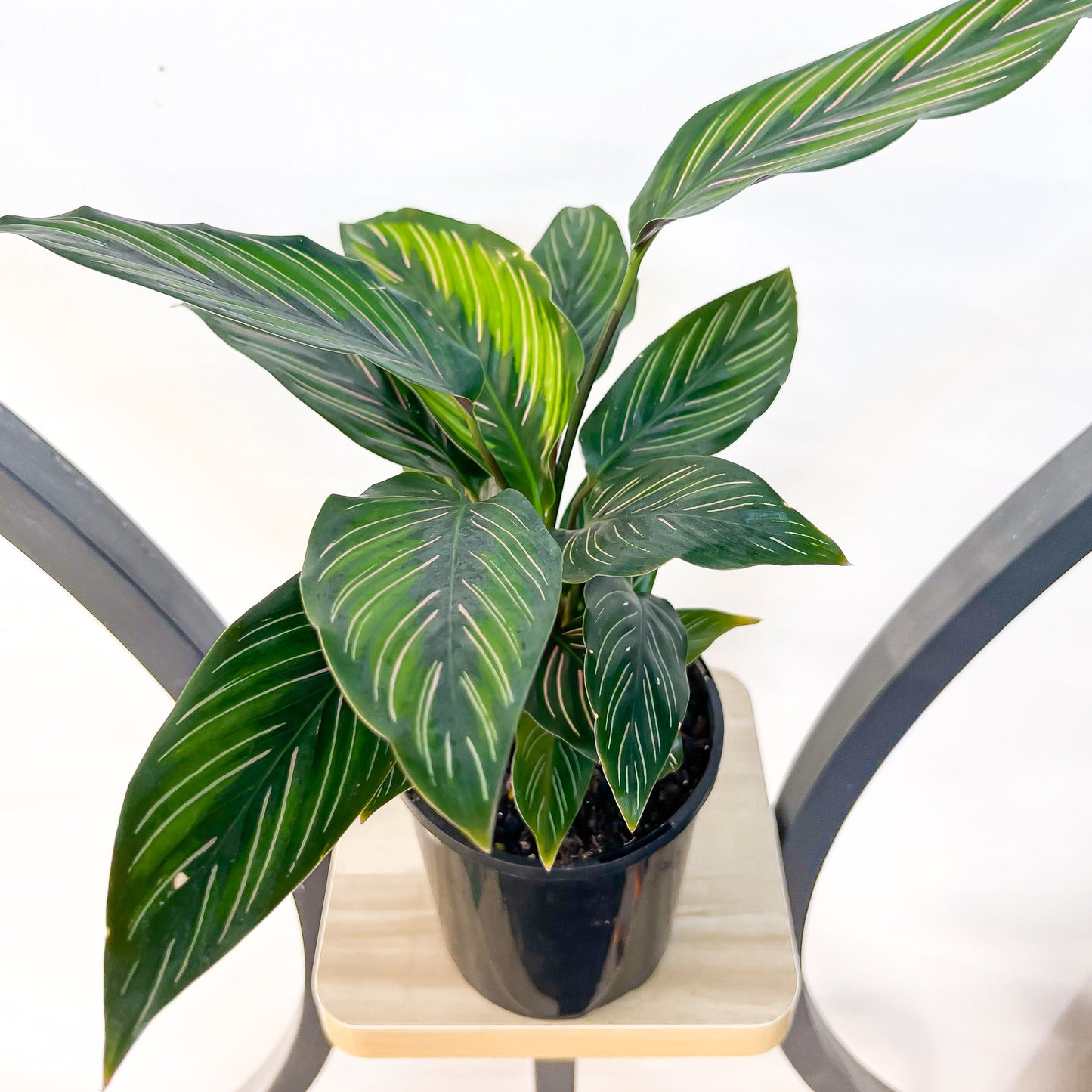 Calathea Beauty Star | The Plant Boys