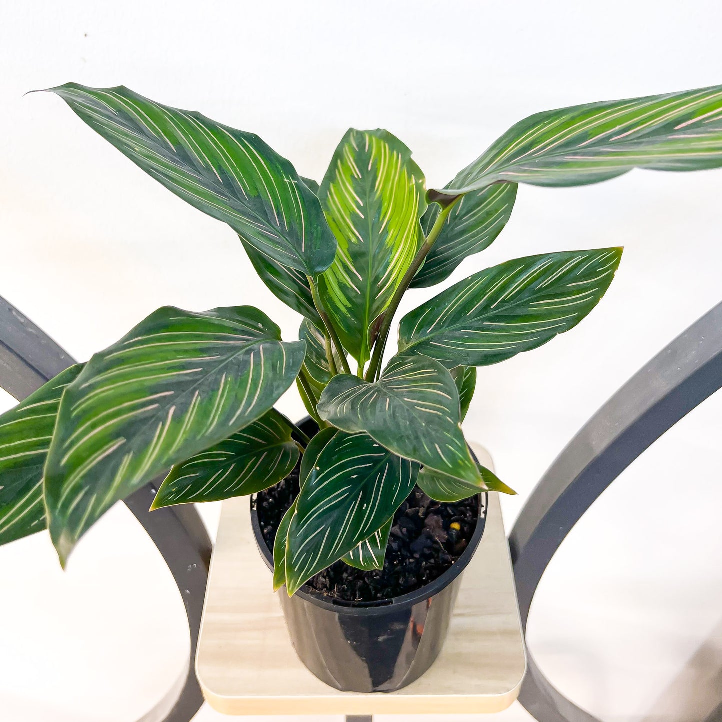 Calathea Beauty Star | The Plant Boys