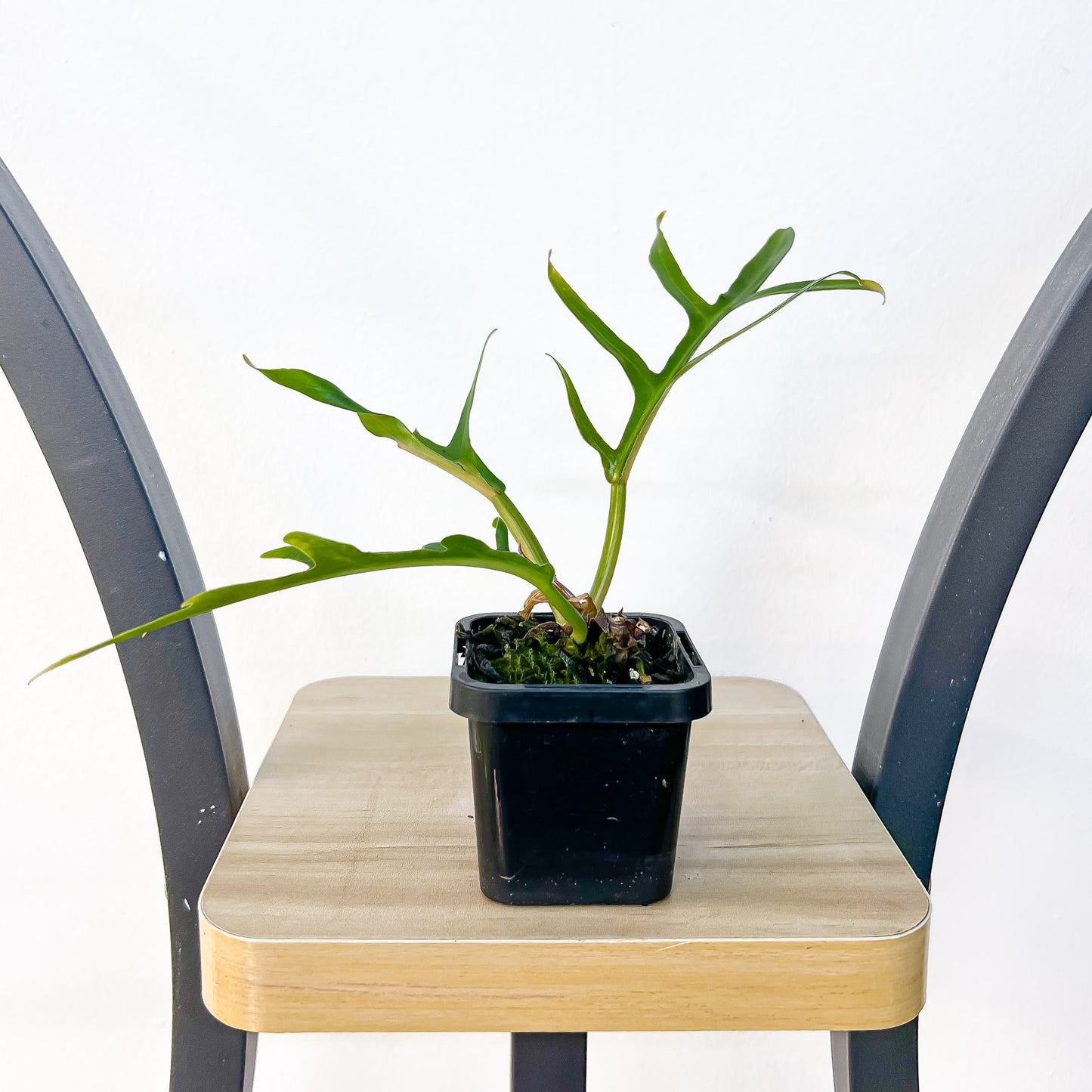Philodendron Tortum | The Plant Boys