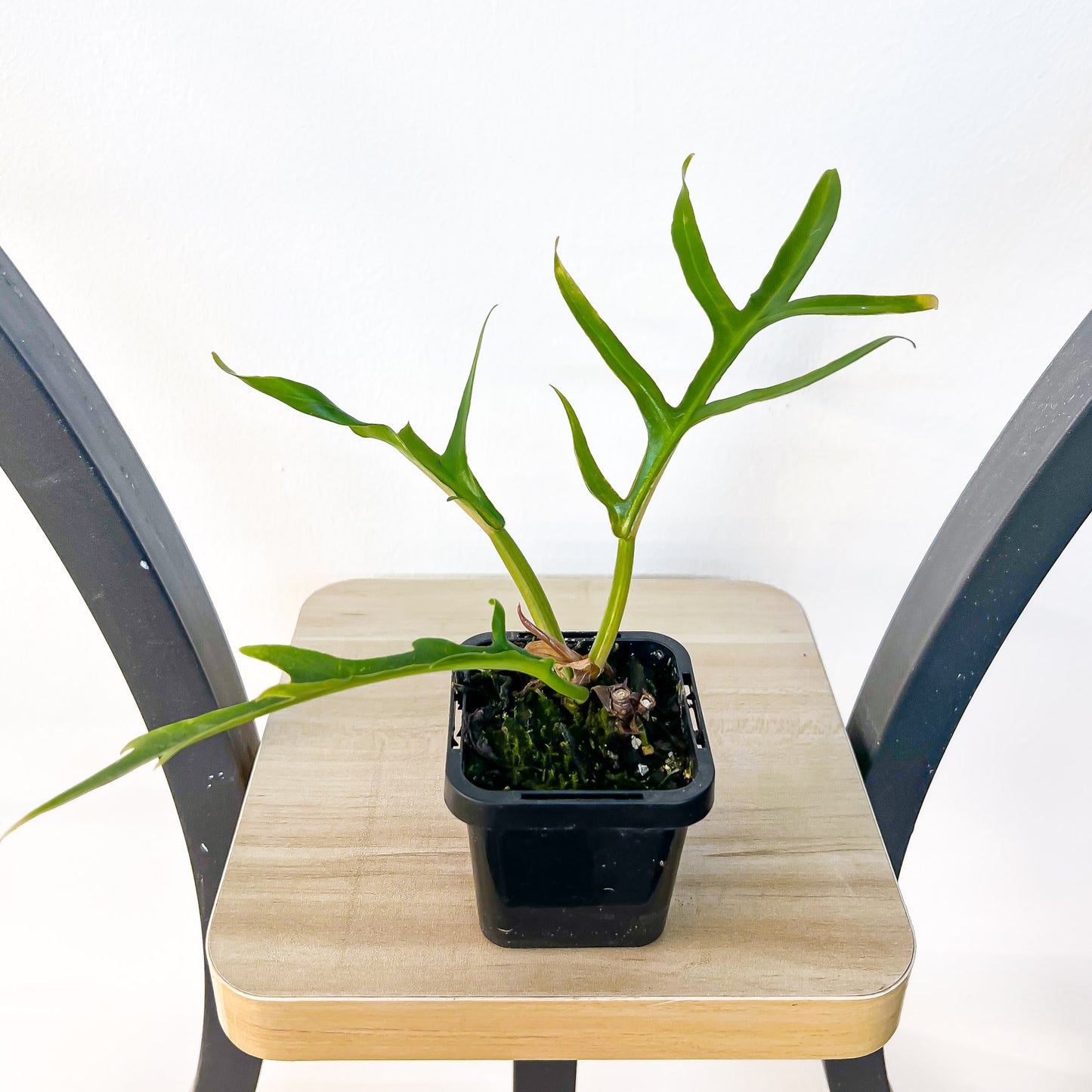 Philodendron Tortum | The Plant Boys