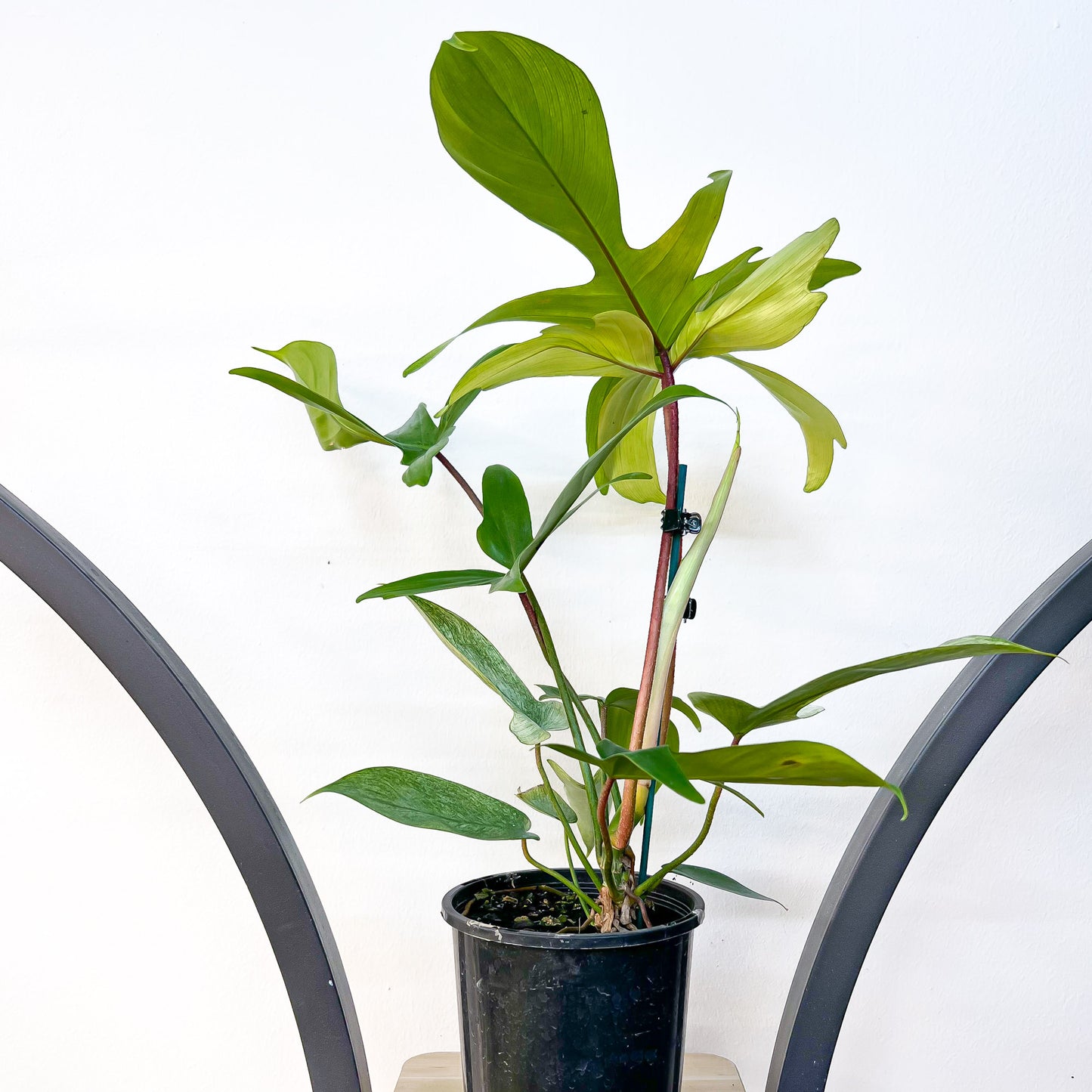 Philodendron Florida Ghost | The Plant Boys