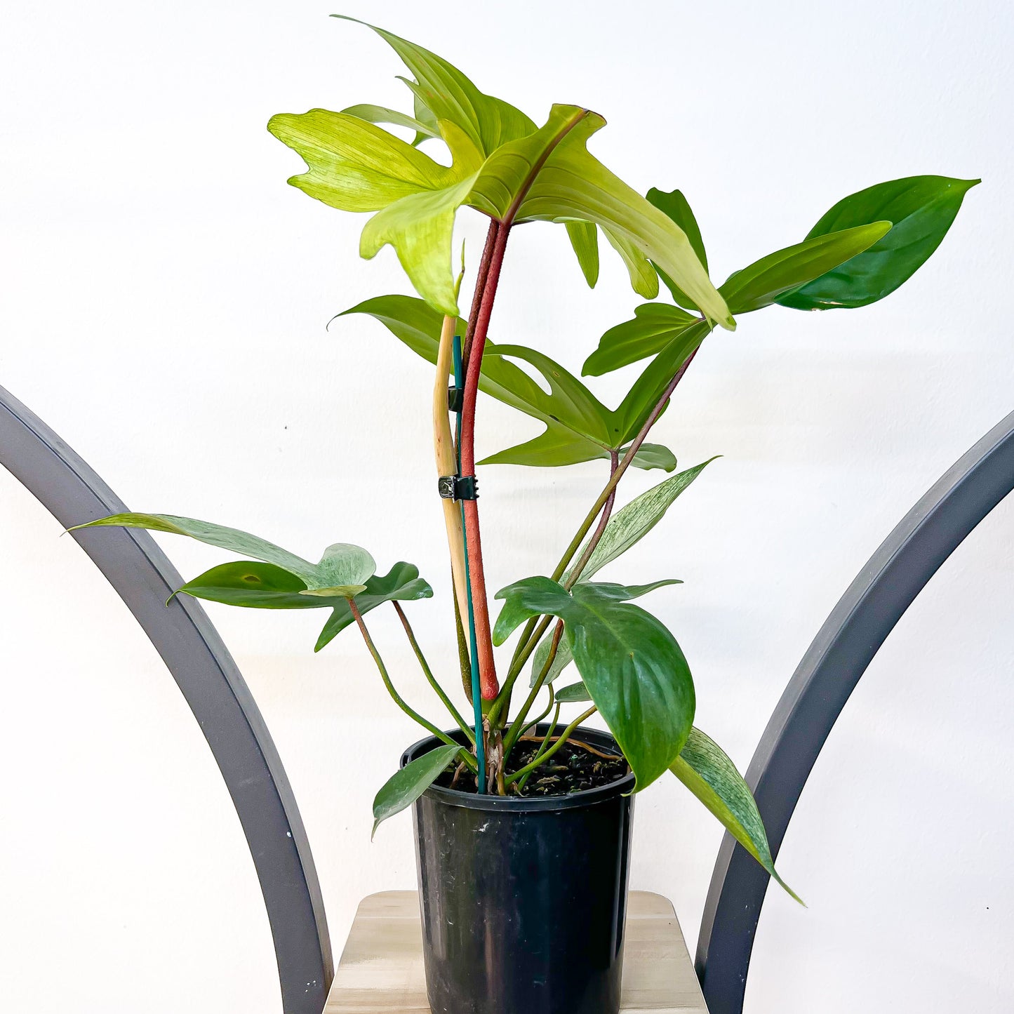 Philodendron Florida Ghost | The Plant Boys