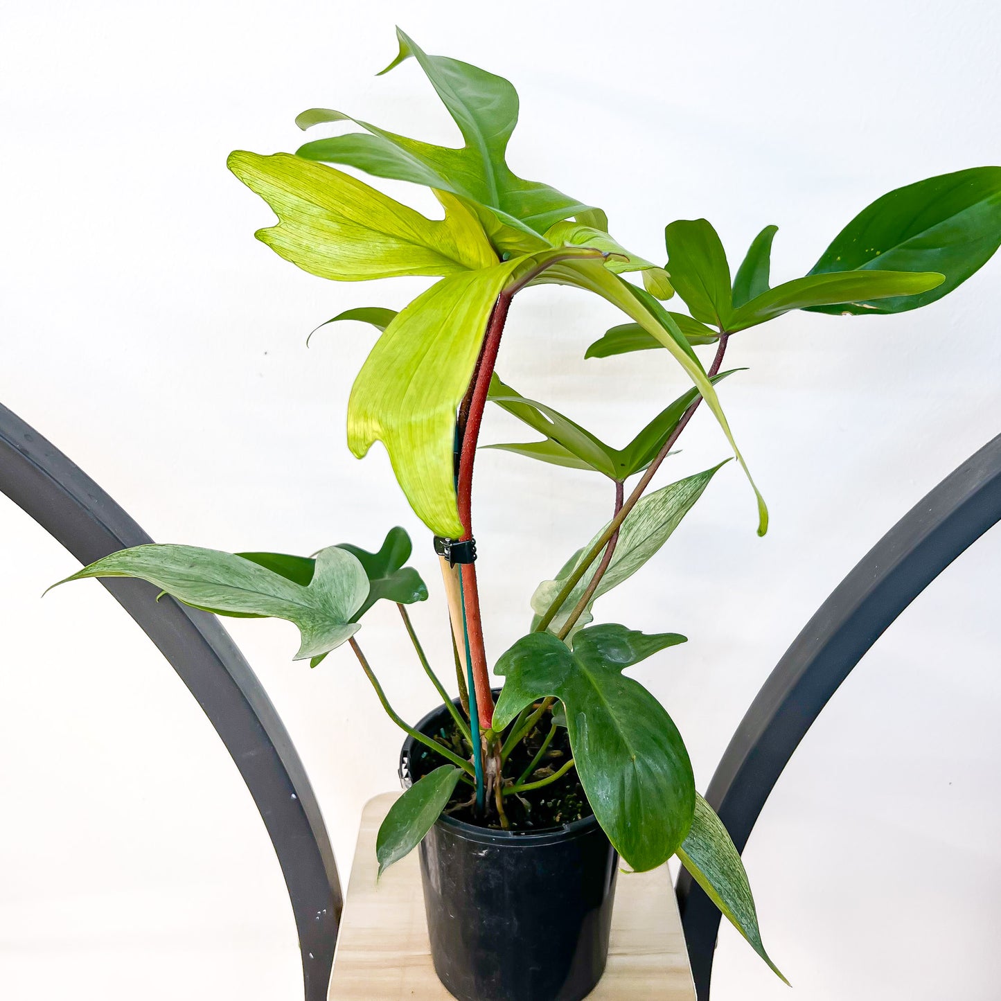 Philodendron Florida Ghost | The Plant Boys