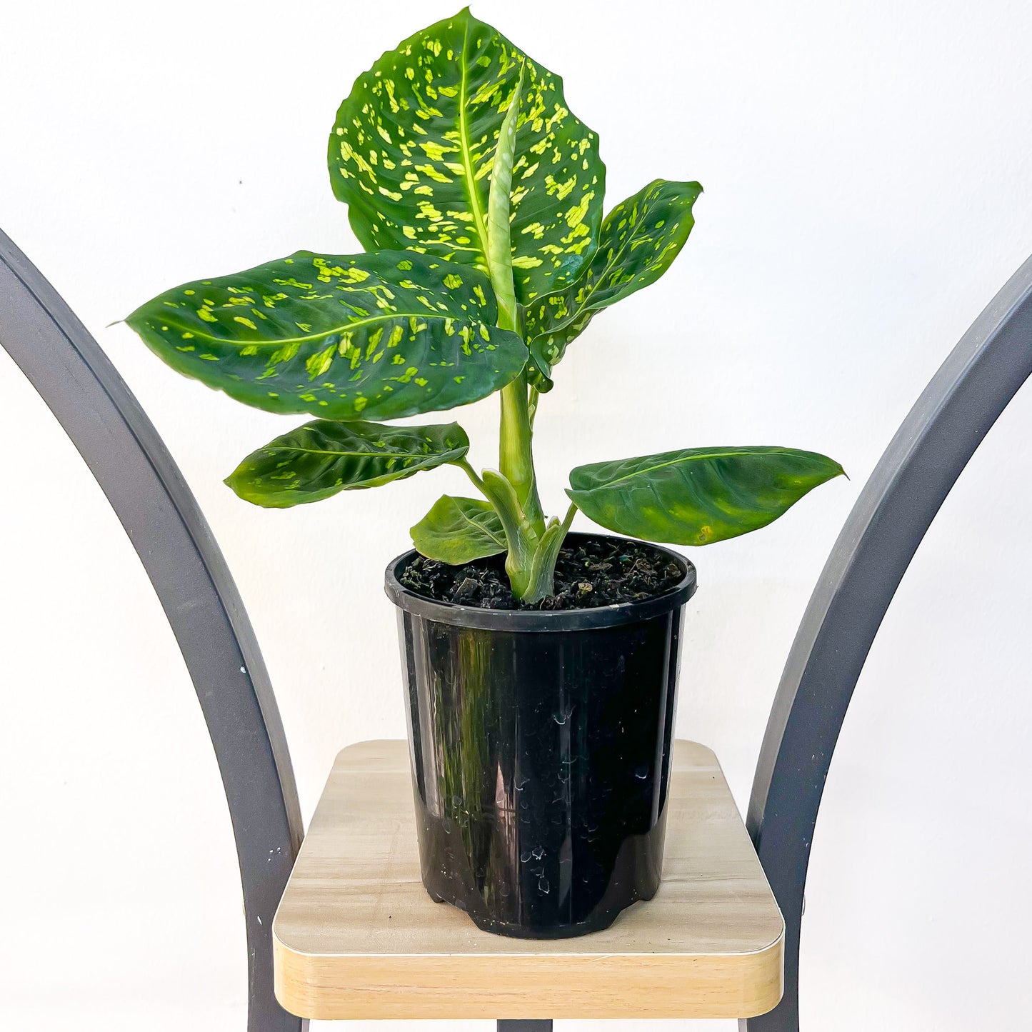 Dieffenbachia Reflector | The Plant Boys