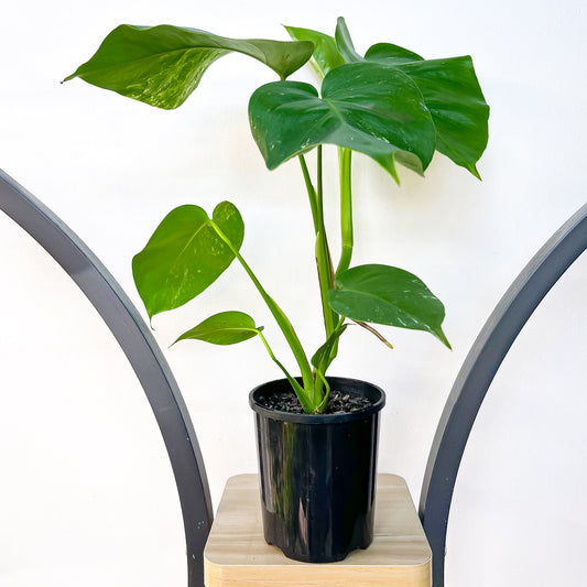 Monstera Borsigiana Albo (Low - Medium Variegation) | The Plant Boys