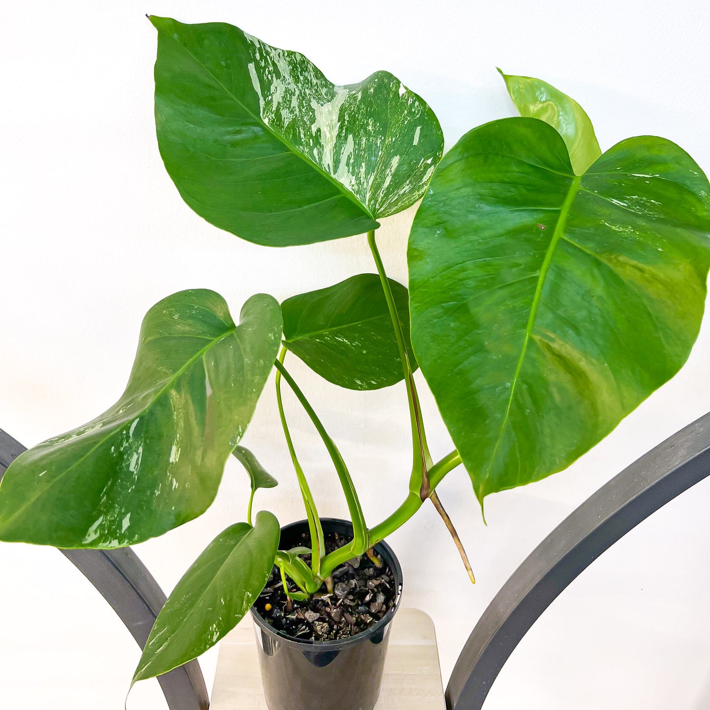 Monstera Borsigiana Albo (Low - Medium Variegation) | The Plant Boys