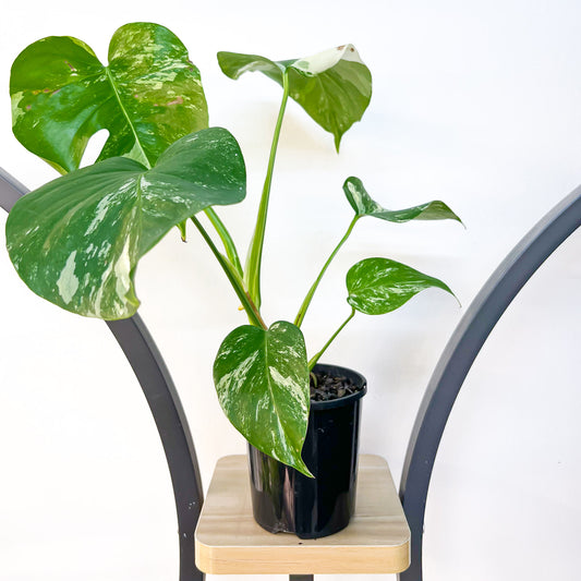 Monstera Borsigiana Albo (Medium Variegation) | The Plant Boys