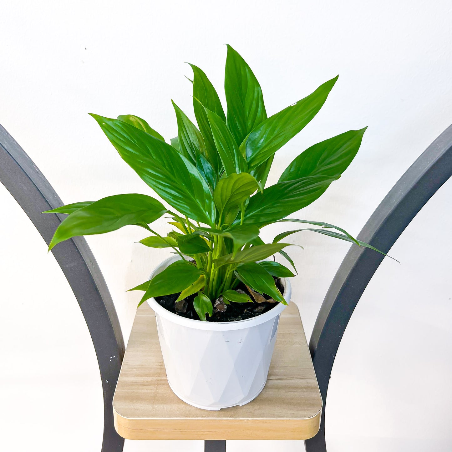Spathiphyllum Super Petite Peace Lily | The Plant Boys