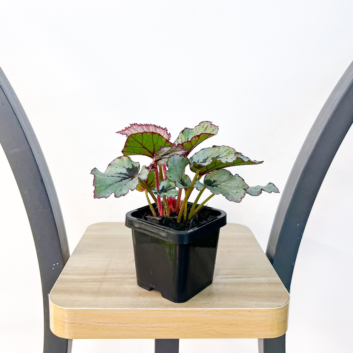 Begonia Nordic Glacier | The Plant Boys