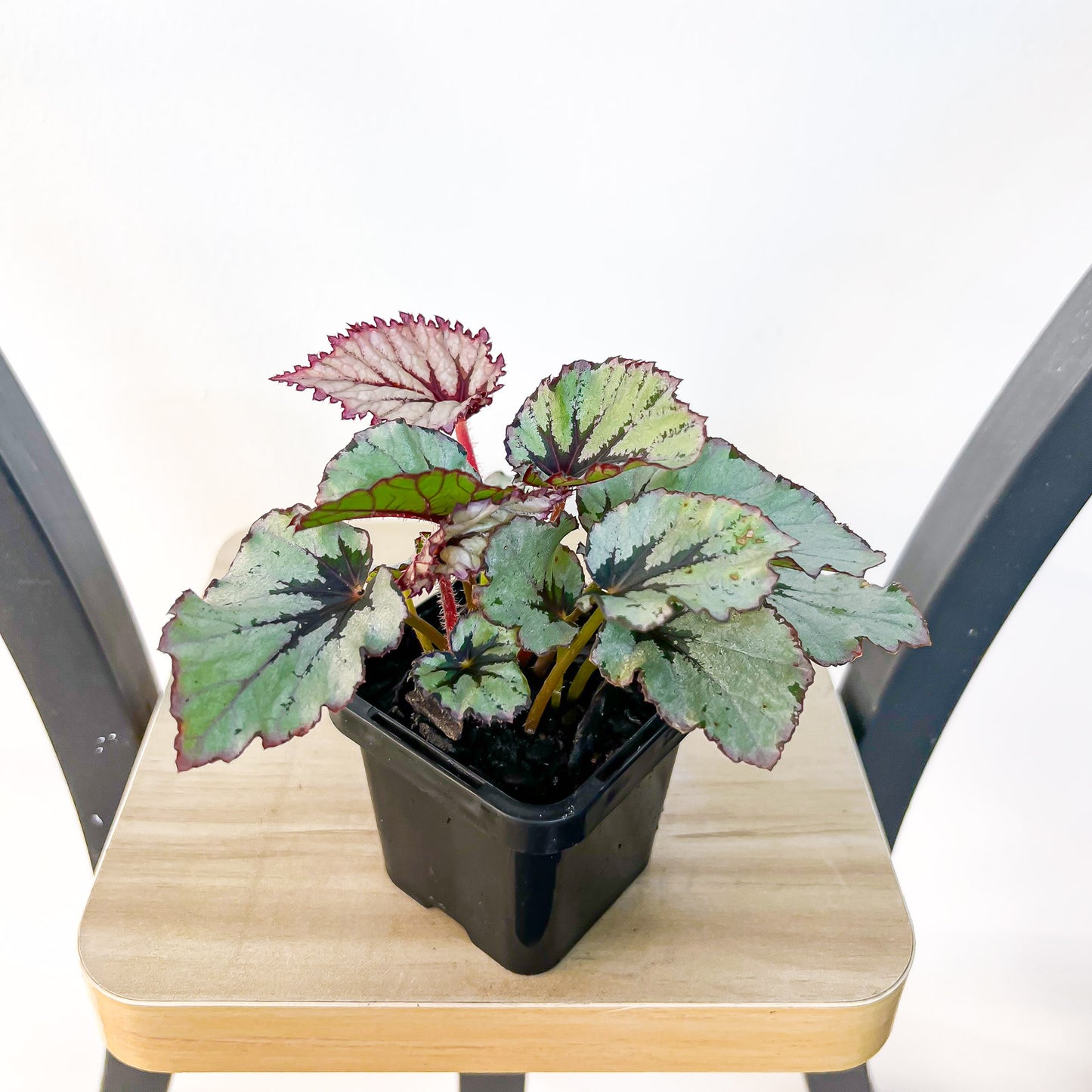Begonia Nordic Glacier | The Plant Boys