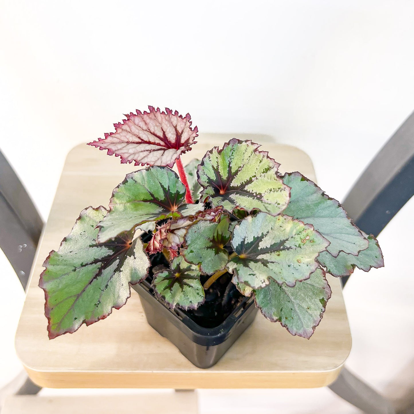 Begonia Nordic Glacier | The Plant Boys