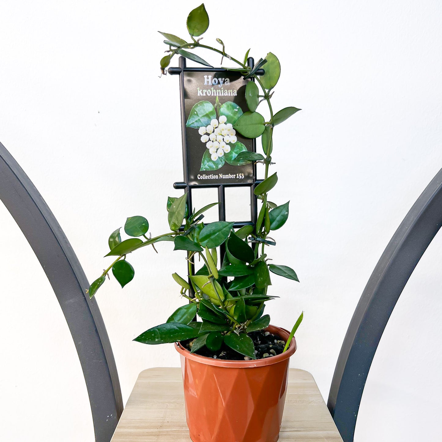 Hoya Krohniana | The Plant Boys