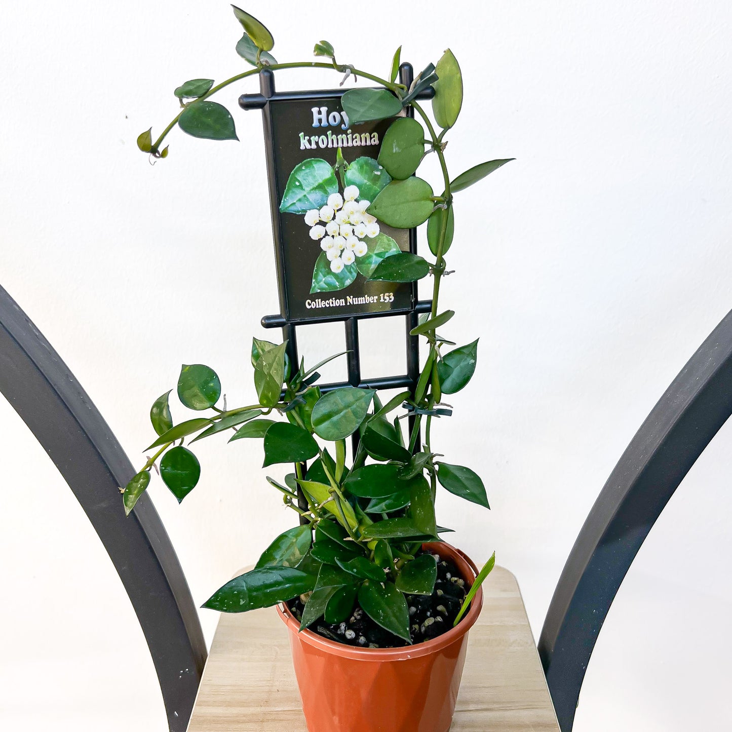 Hoya Krohniana | The Plant Boys