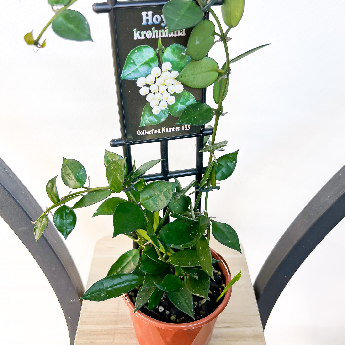 Hoya Krohniana | The Plant Boys