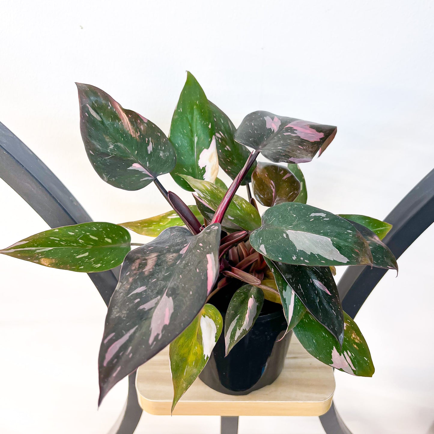 Philodendron Pink Princess | The Plant Boys