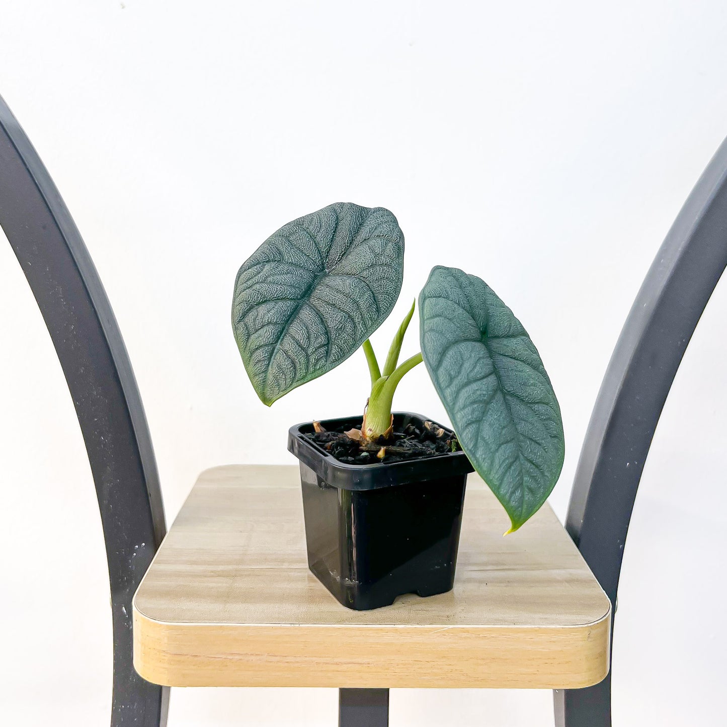 Alocasia Melo | The Plant Boys