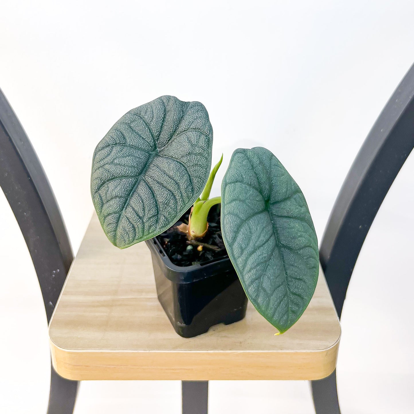 Alocasia Melo | The Plant Boys