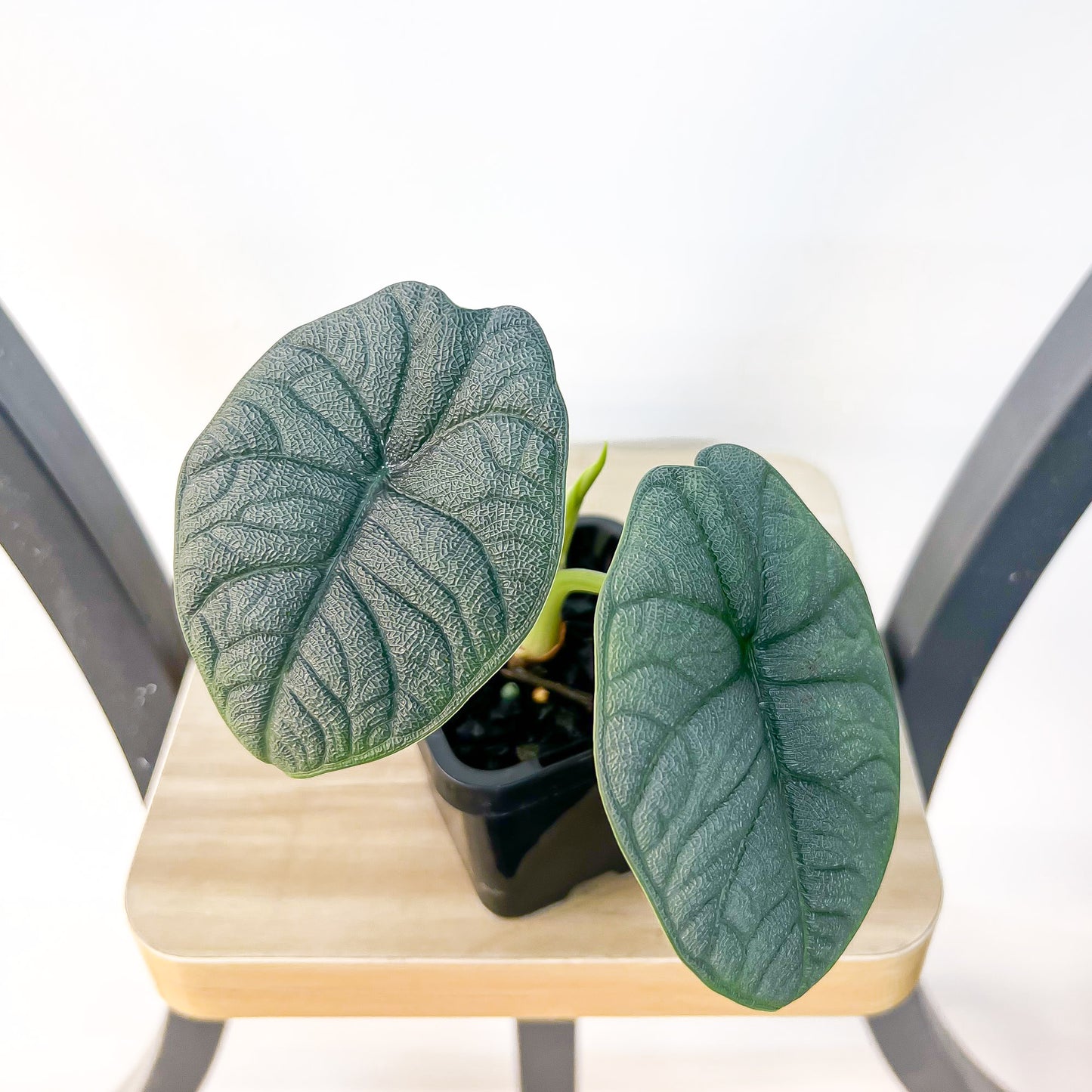 Alocasia Melo | The Plant Boys