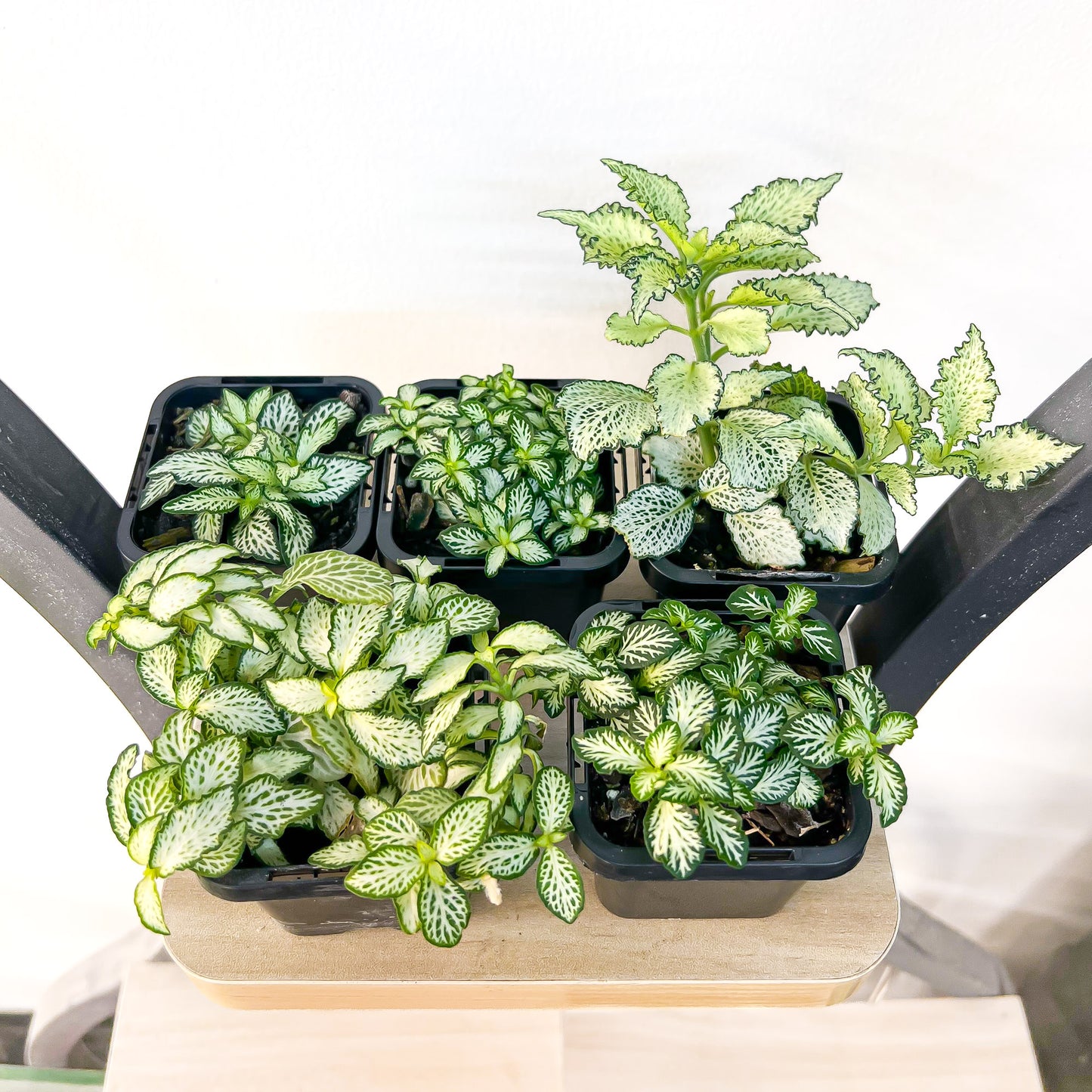Fittonia Nerve Plant | The Plant Boys
