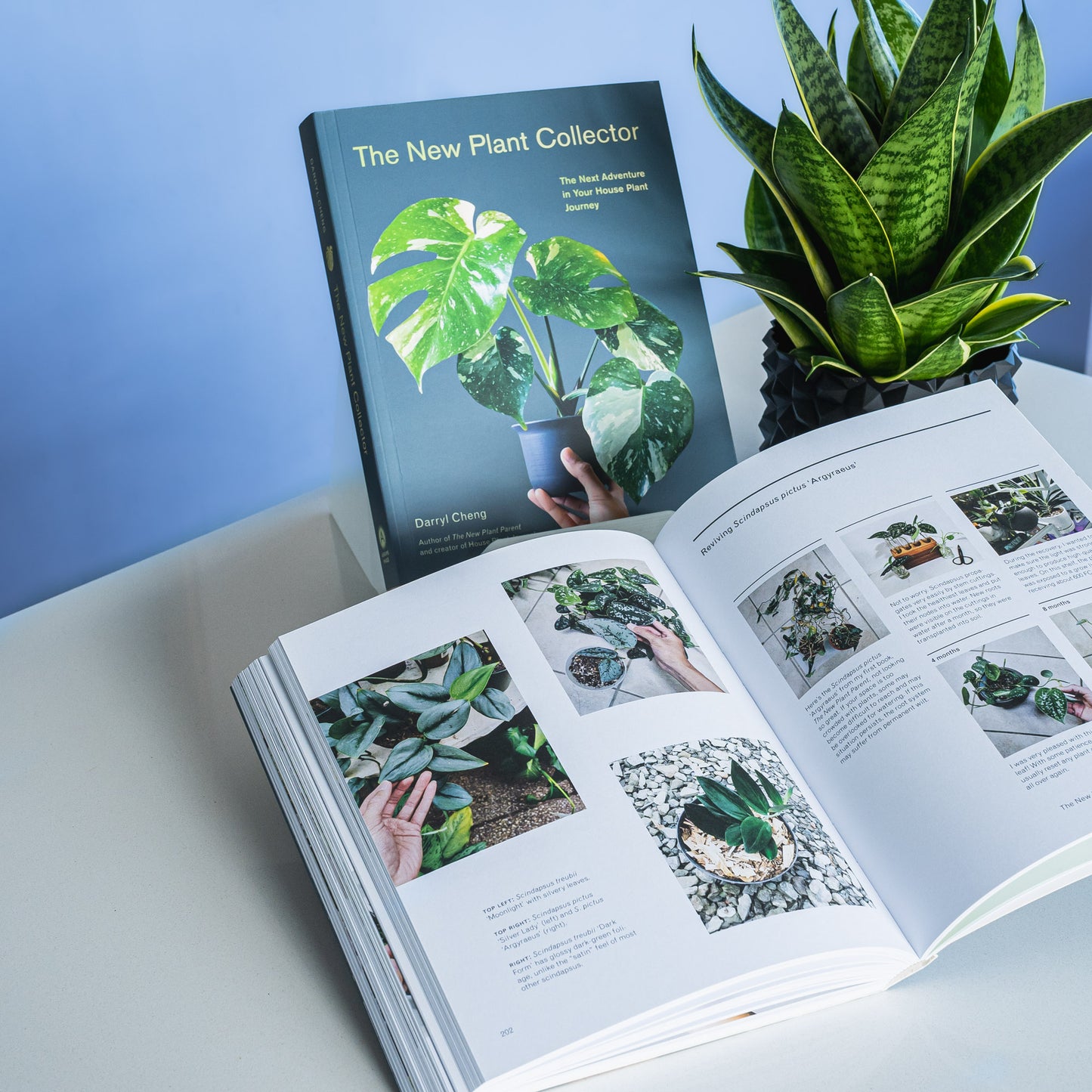 The New Plant Collector | The Plant Boys