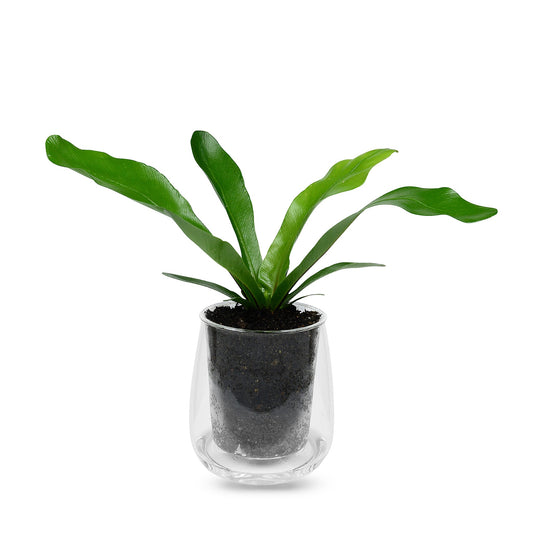 Large Glass Self-Watering Pot