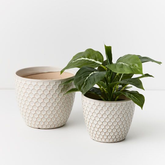Hunee Pot | The Plant Boys