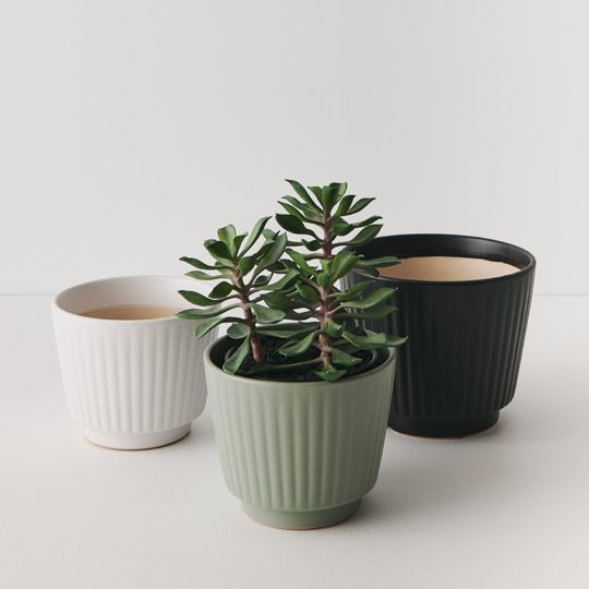 Tuno Pot | The Plant Boys