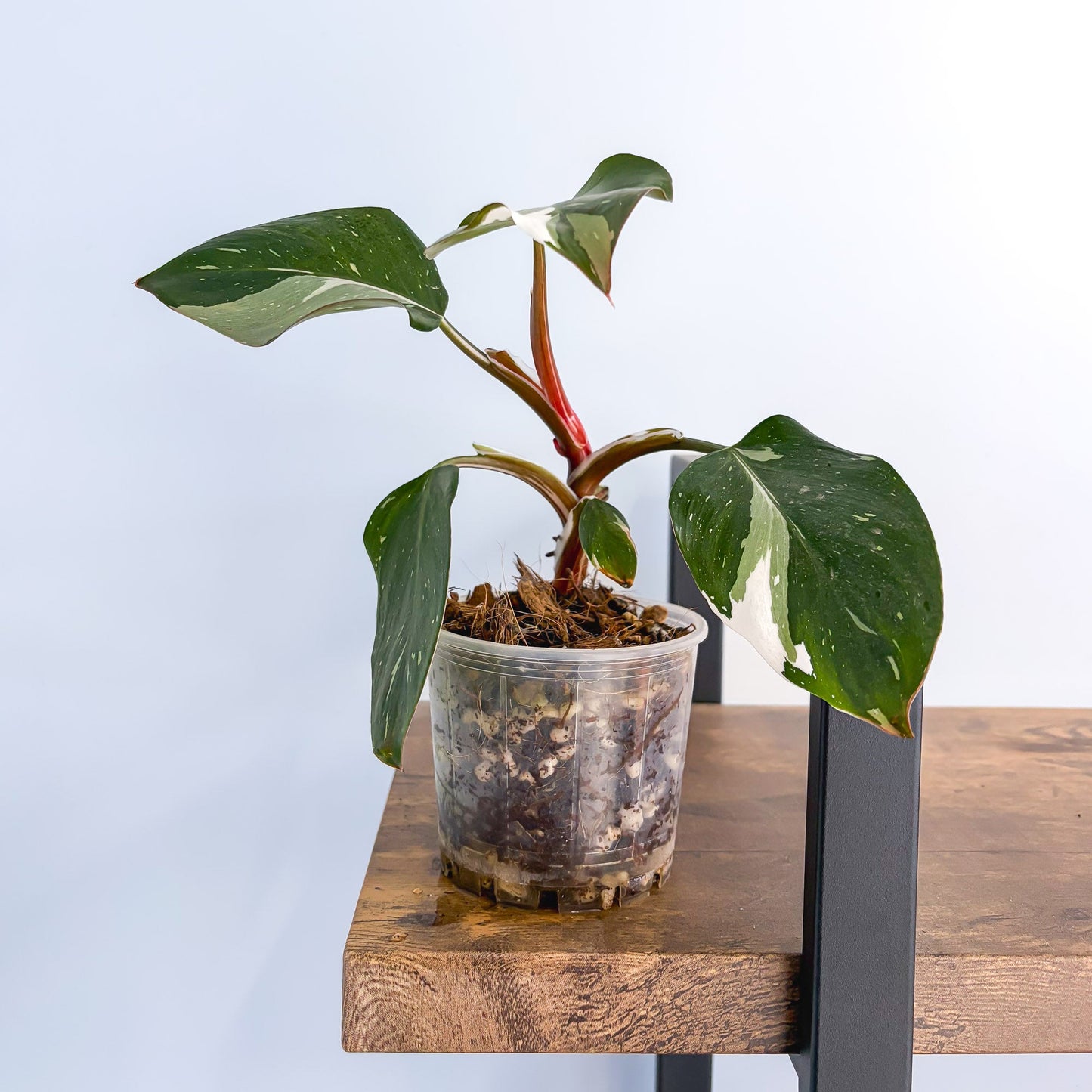 Philodendron White Knight 100mm Pot product photo 5