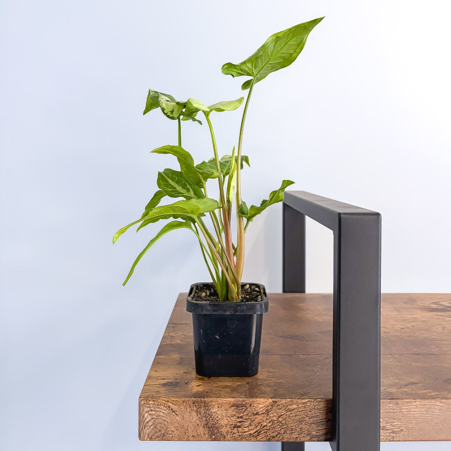 Syngonium Three Kings | The Plant Boys