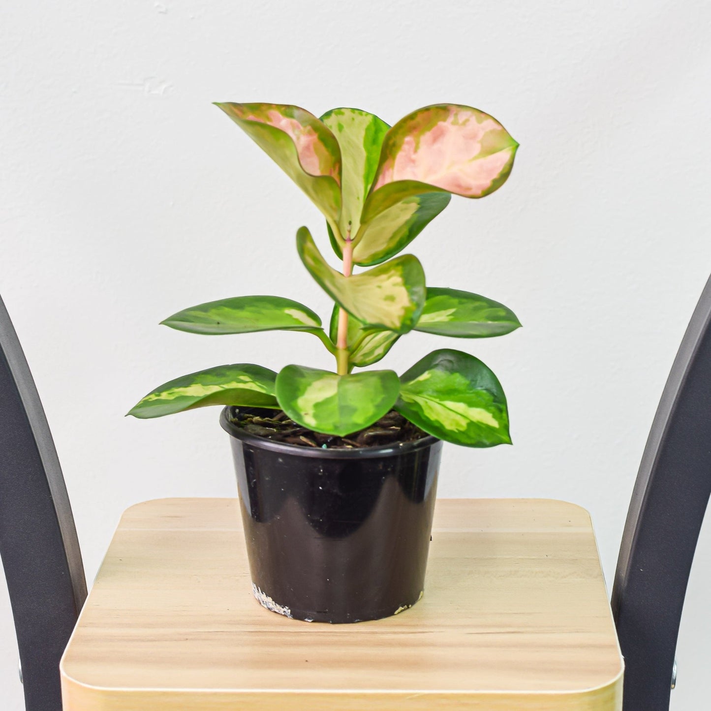 Hoya Australis Lisa | The Plant Boys