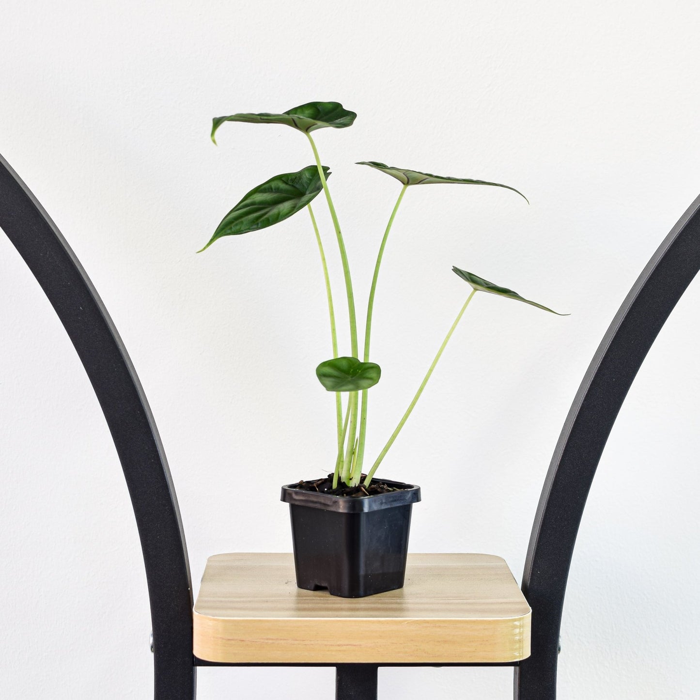 Alocasia Dragon Scale | The Plant Boys