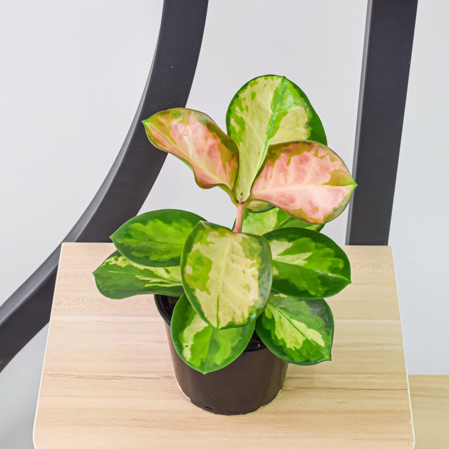 Hoya Australis Lisa | The Plant Boys
