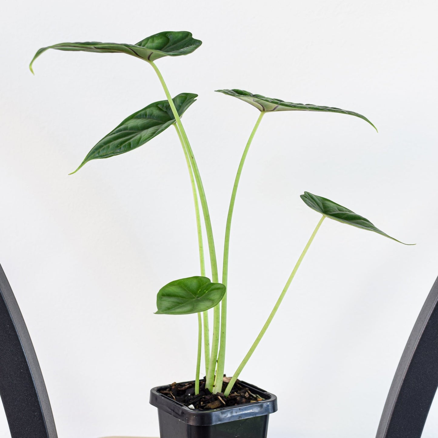 Alocasia Dragon Scale | The Plant Boys