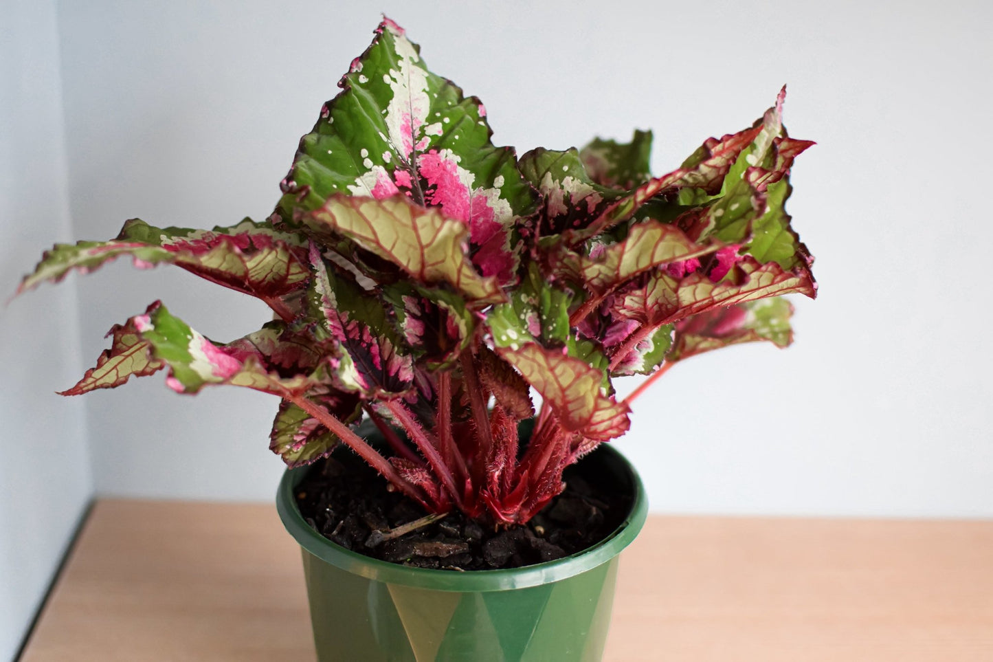 Begonia Alaskan Creek | The Plant Boys