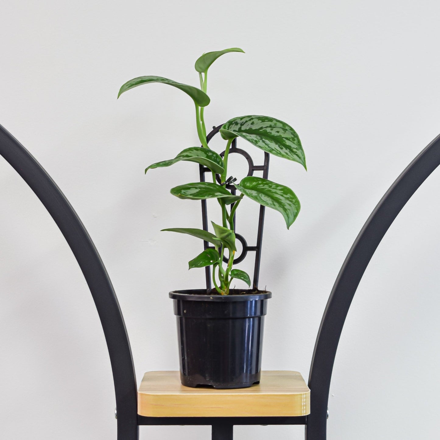 Scindapsus Silver Satin | The Plant Boys